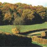 wood edge